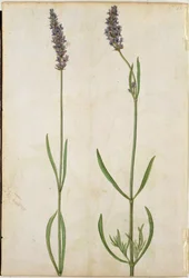 Lavandula Officinalis (Old English Lavender), c.1568
